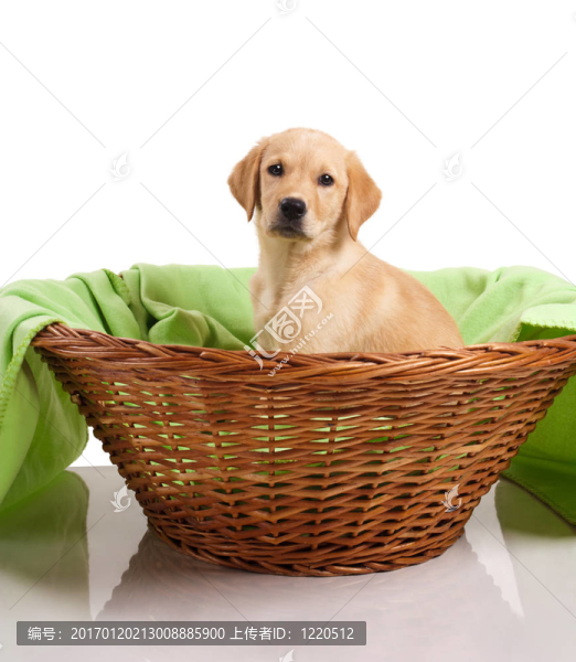 黃金獵犬小狗