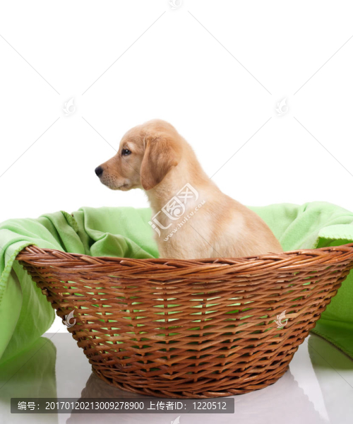 黃金獵犬小狗
