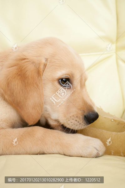 黃金獵犬小狗