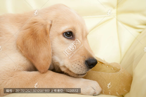 黃金獵犬小狗