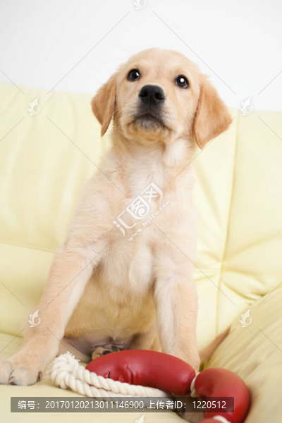 黃金獵犬小狗