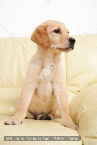 黃金獵犬小狗
