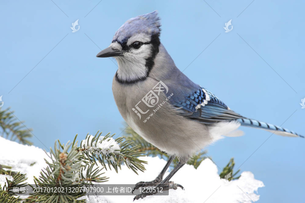 藍(lán)色Jay,In,Snow