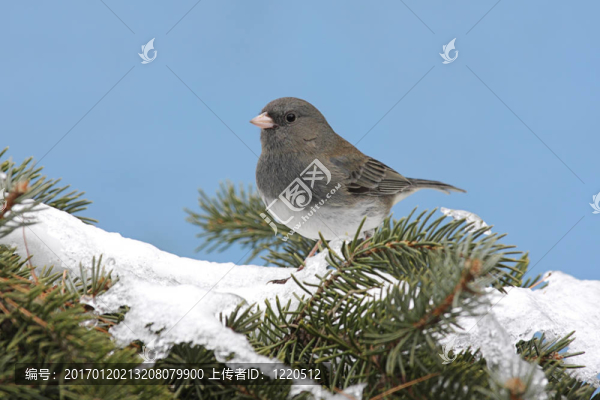 黑眼睛的Junco,In,Snow