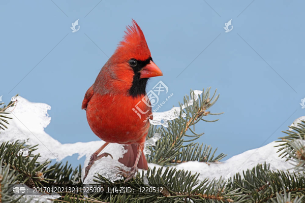 紅衣主教In,Snow