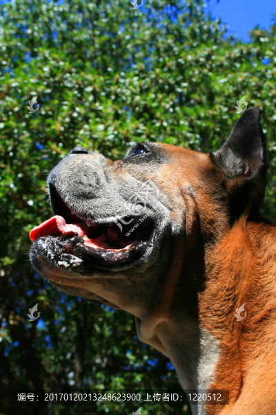 拳師犬爆頭
