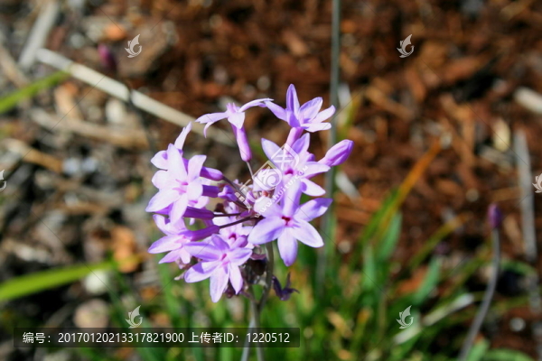大蒜花裝飾