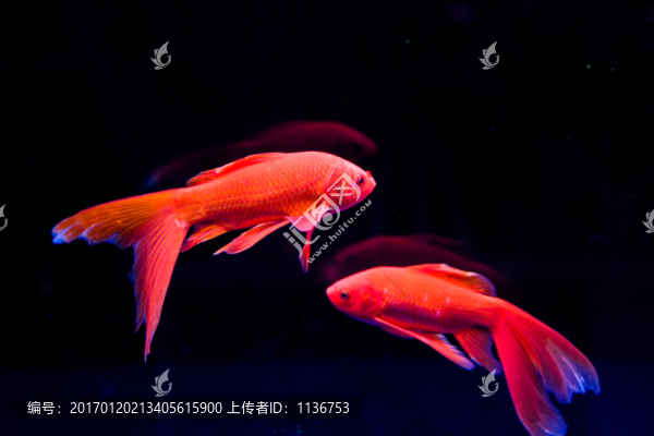 金魚