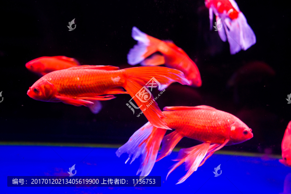金魚