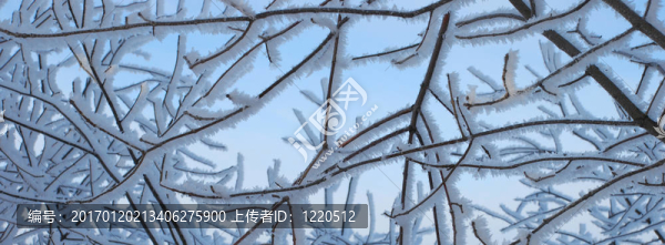 冬天的樹枝