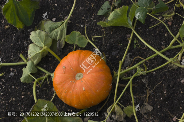 觀賞Gourd,Pumpkin