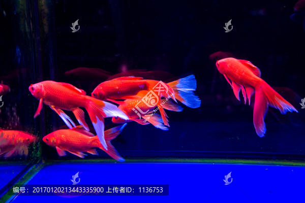 金魚