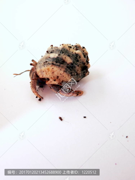 紫色的Pincher,Hermit,Crab