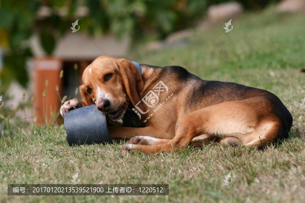 狗