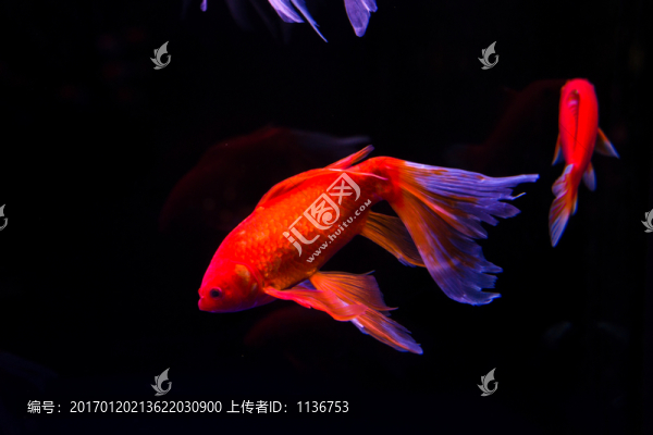 金魚
