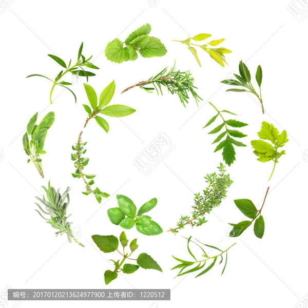 草本植物，葉圓