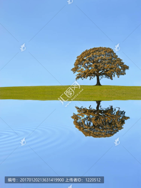 橡樹的秋天