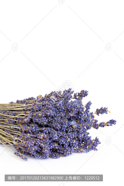 薰衣草的花
