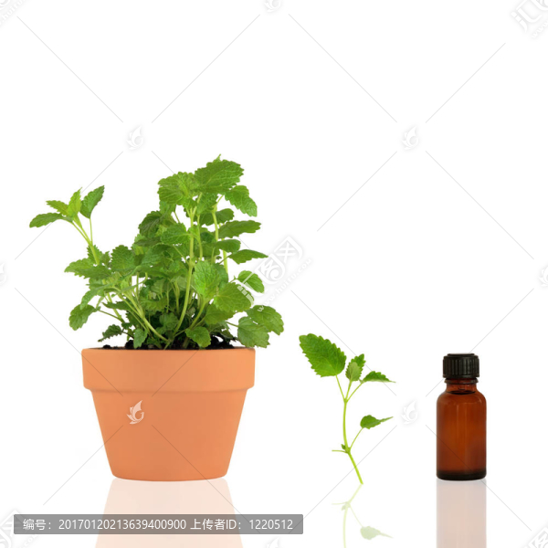 檸檬精油精油