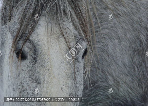 灰色的馬-匯圖網(wǎng) www.fosd68.com 灰色的馬