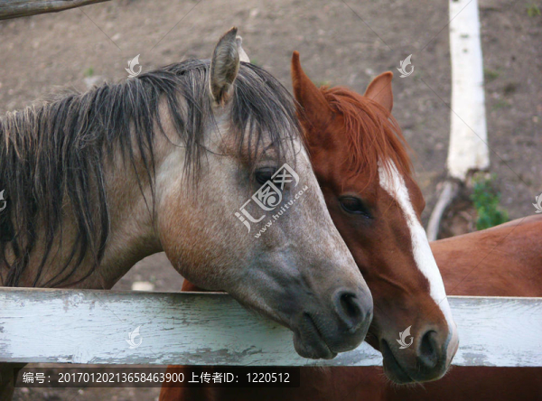 朋友-匯圖網(wǎng) www.fosd68.com 朋友