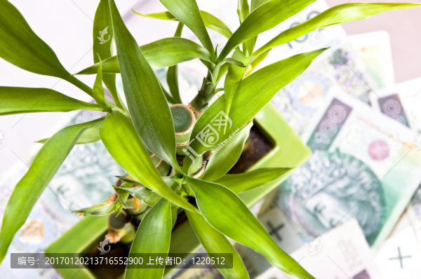 錢的背景上的幸運(yùn)竹。