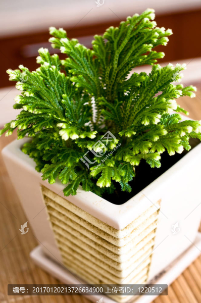 盆栽植物。