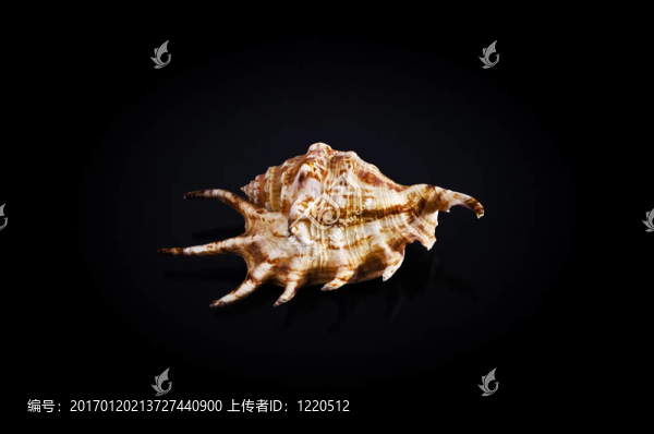 殼上的黑色