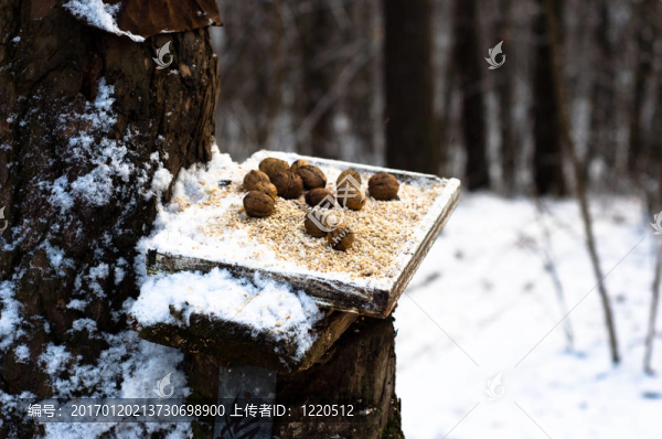 喂鳥(niǎo)