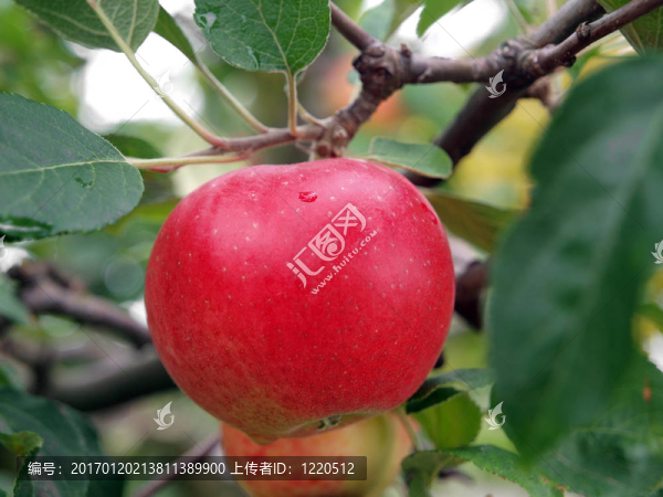 紅蘋(píng)果