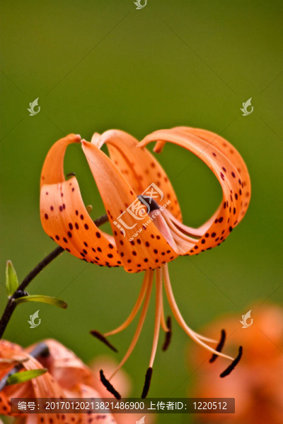 五顏六色的花朵