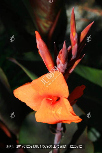 美人蕉花