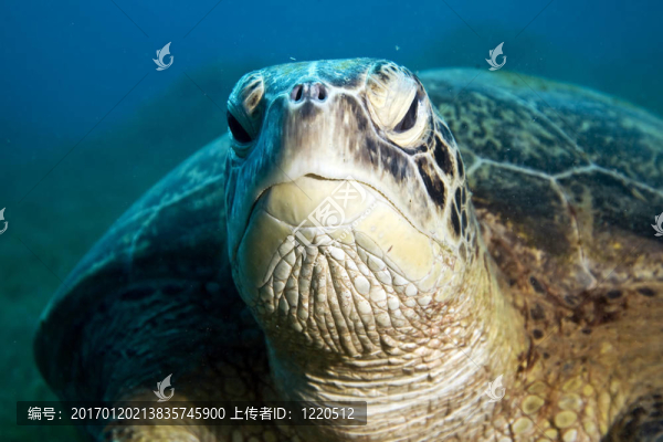 雄性綠海龜