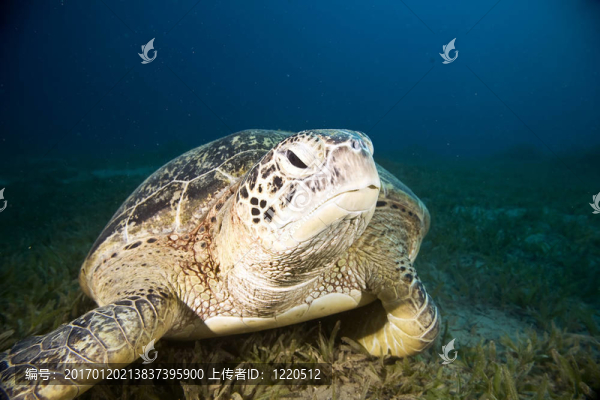 雄性綠海龜