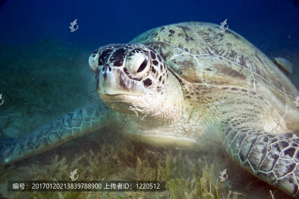 雌性綠海龜