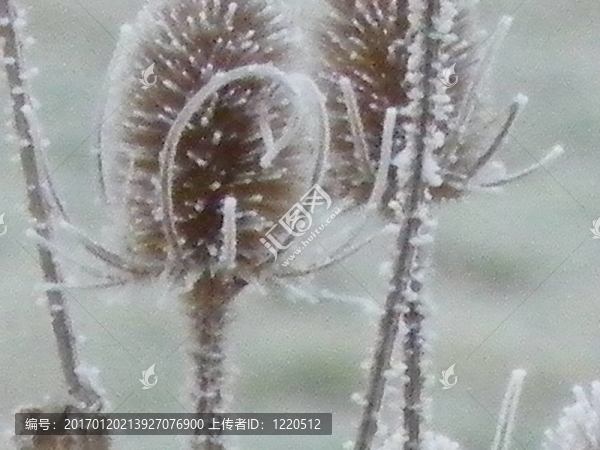 銀起絨草
