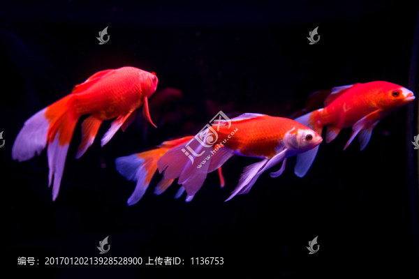 金魚