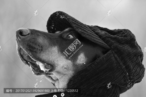 時(shí)髦的狗