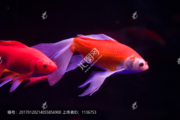 金魚