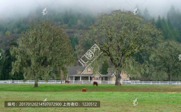 奶牛放牧與國家的家園和樹木的背景
