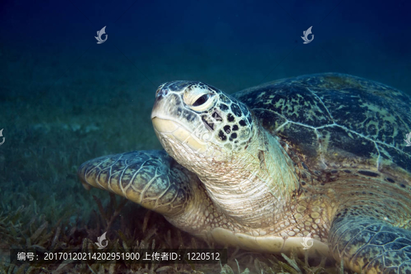 雄性綠海龜