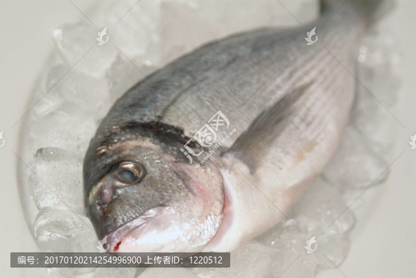 鯛魚從希臘烹飪前的準(zhǔn)備