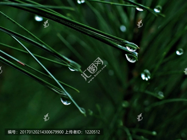 草