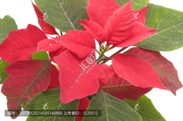 一品紅花卉