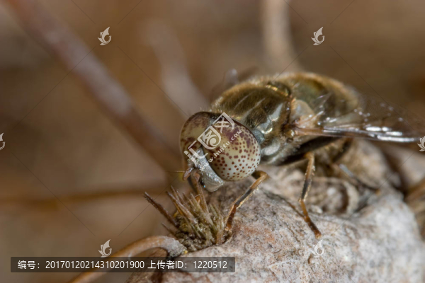 Horsefly（麻虻屬藻）