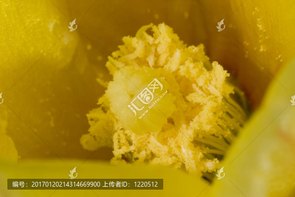 仙人掌的花