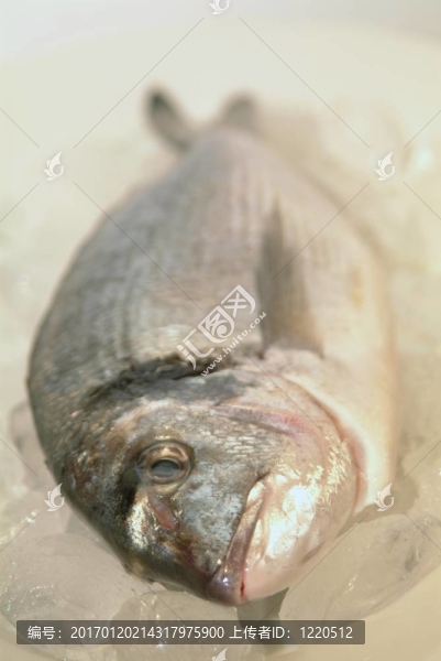 鯛魚從希臘烹飪前的準備