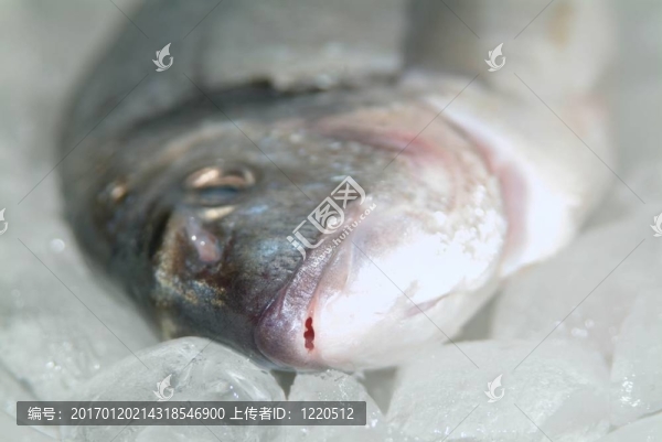 鯛魚從希臘烹飪前的準(zhǔn)備