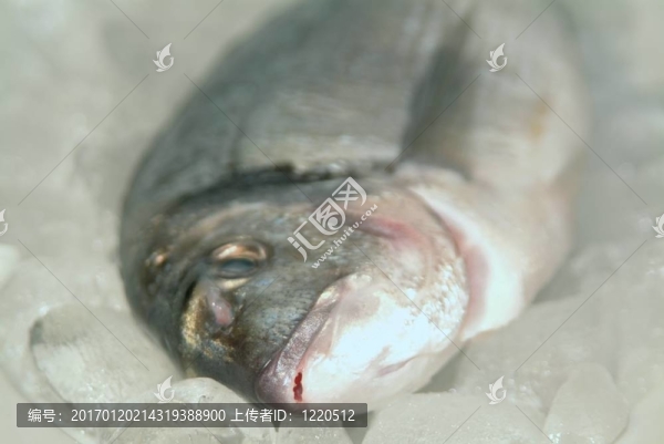 鯛魚從希臘烹飪前的準備