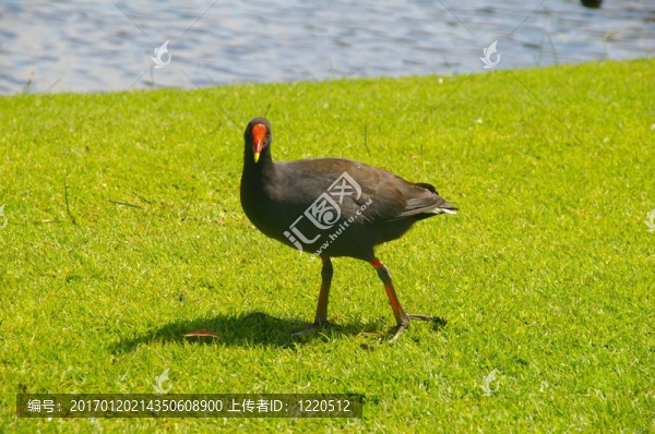 鳥人